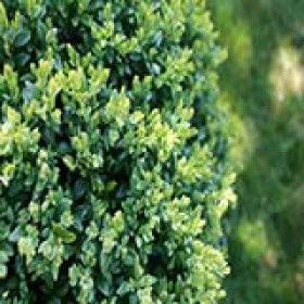 evergreen shrub