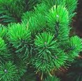 evergreen tree