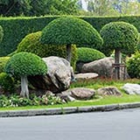 shaped trees