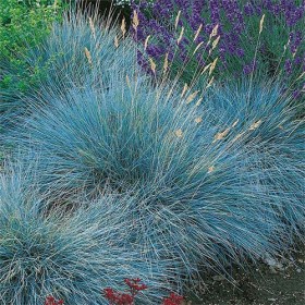 festuca glauca