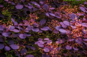 COTINUS-COGGYGRIA