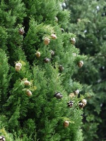 CUPRESSUS-MACROCARPA-GOLDCREST