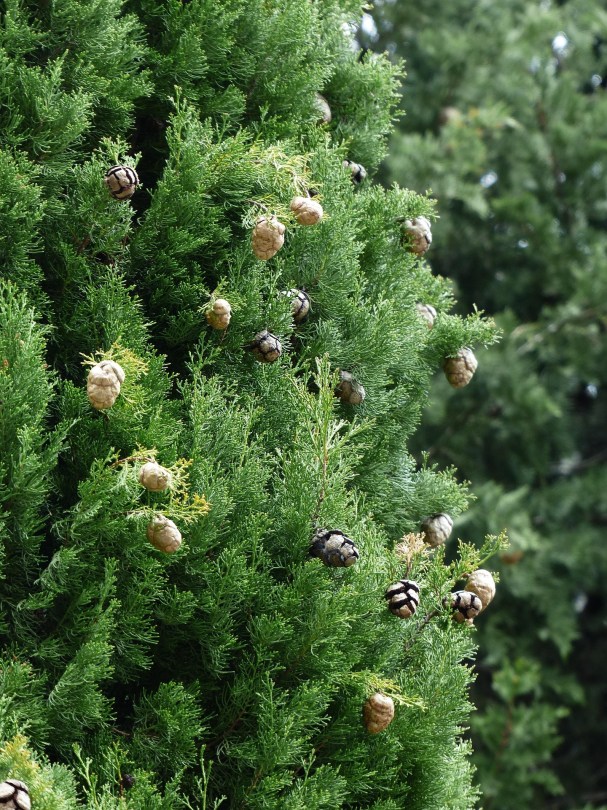 CUPRESSUS-MACROCARPA-GOLDCREST