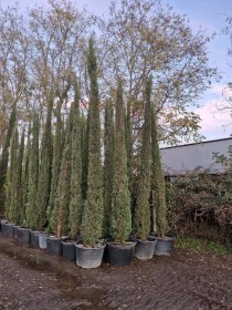 Cupressus-sempervirens-pyramidalis-