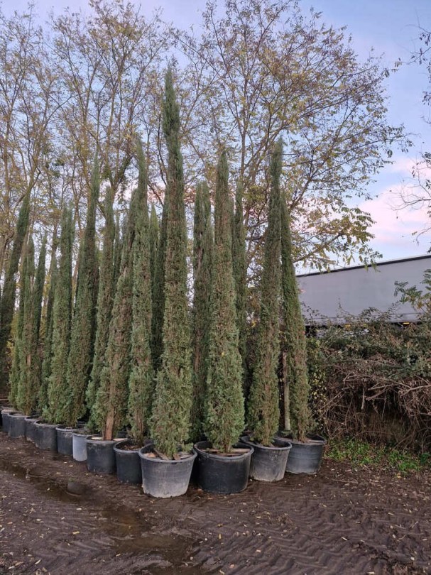 Cupressus-sempervirens-pyramidalis-