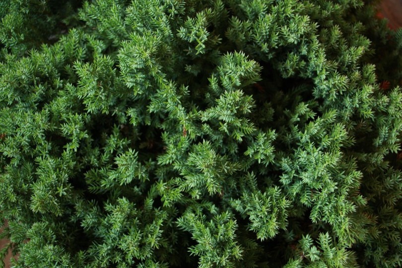 JUNIPERUS-PFITZERIANA