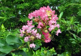 LAGERSTROEMIA-INDICA2