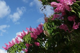 LAGERSTROEMIA-INDICA