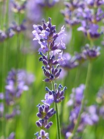 LAVANDULA-ANGUSTIFOLIA