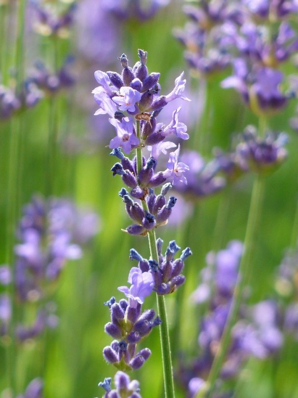 LAVANDULA-ANGUSTIFOLIA