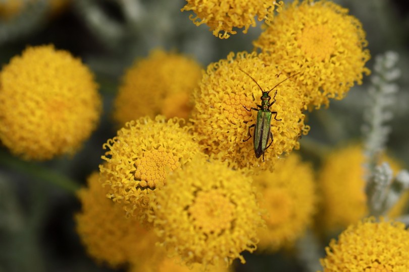 SANTOLINA-CHAMAECYPARISSUS