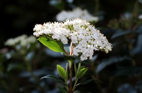 VIBURNUM-TINUS