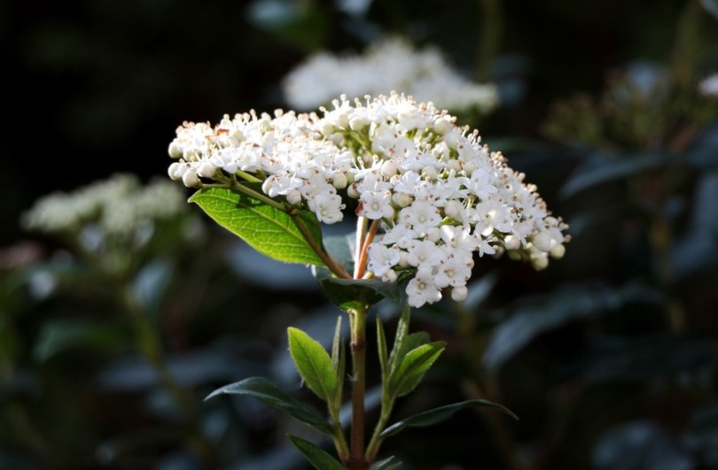 VIBURNUM-TINUS