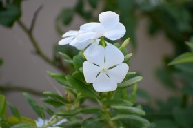 VINCA-MINOR-ALBA