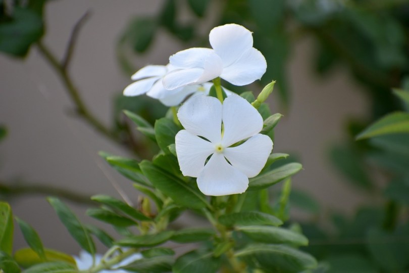 VINCA-MINOR-ALBA