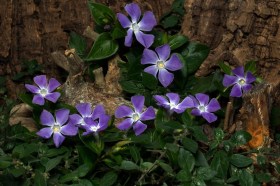 VINCA-MINOR-ARGENTEOVARIEGATA