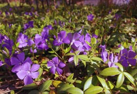 VINCA-MINOR-ATROPURPUREA