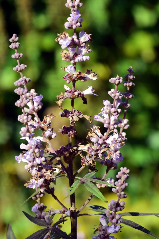 VITX-AGNUS-CASTUS
