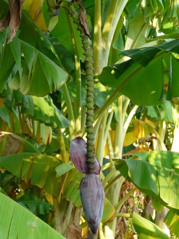 banana-tree