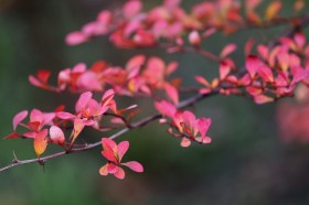 berberis-thunbergii-big