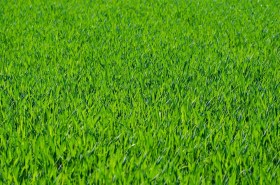 bermuda-grass