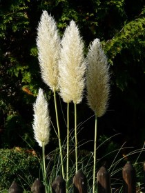 cortaderia