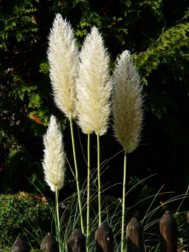 cortaderia