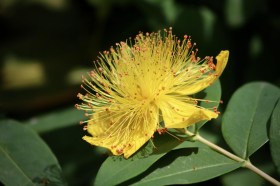 hypericum-calycinum