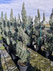 kuparisi-arizona-spiral