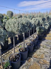 lemonokupariso-1balls