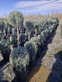 lemonokupariso-2balls