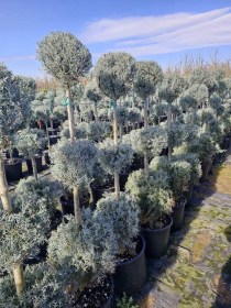 lemonokupariso-3balls