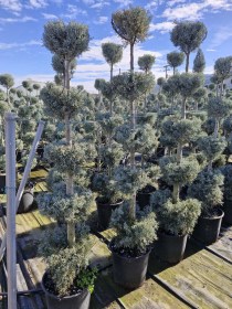 lemonokupariso-4balls