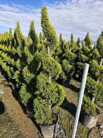 lemonokupariso-spiral