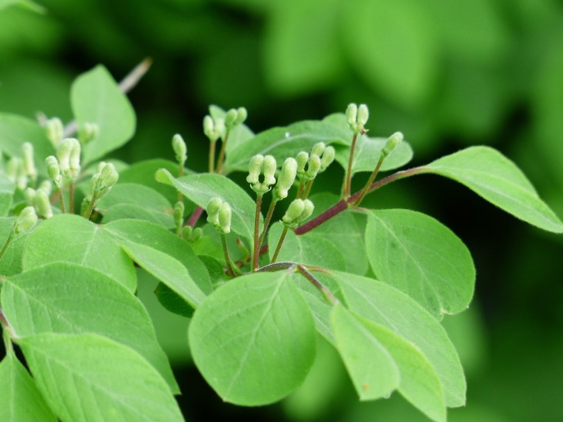 lonicera-nitida