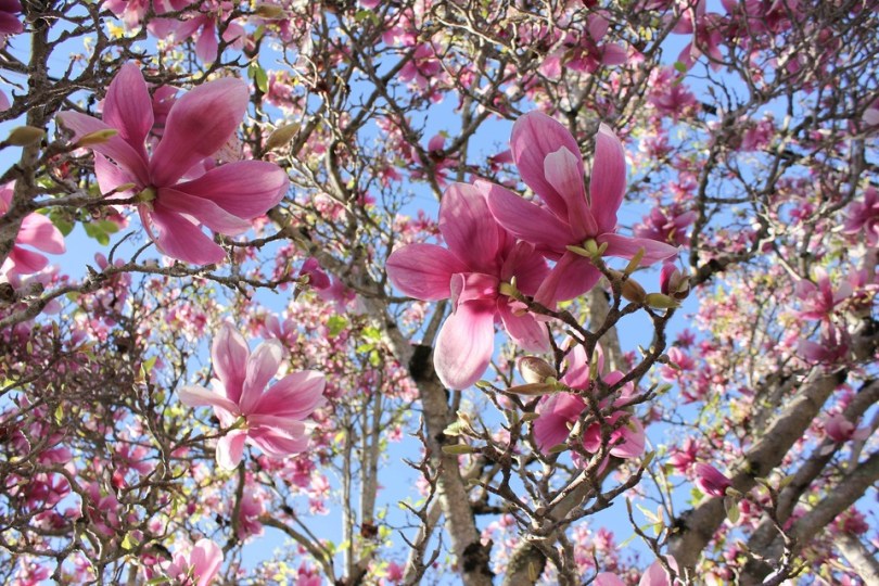 magnolia-soulangeana