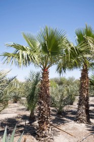 mexican-fan-palm-for-sale
