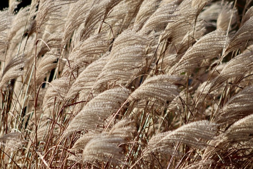 miscanthus-sinensis