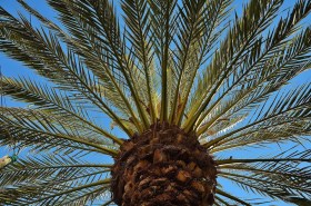 phoenix-canariensis1