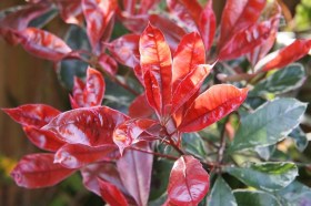 photinia-fraseri-carre-rouge