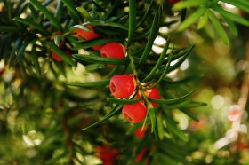 taxus-baccata