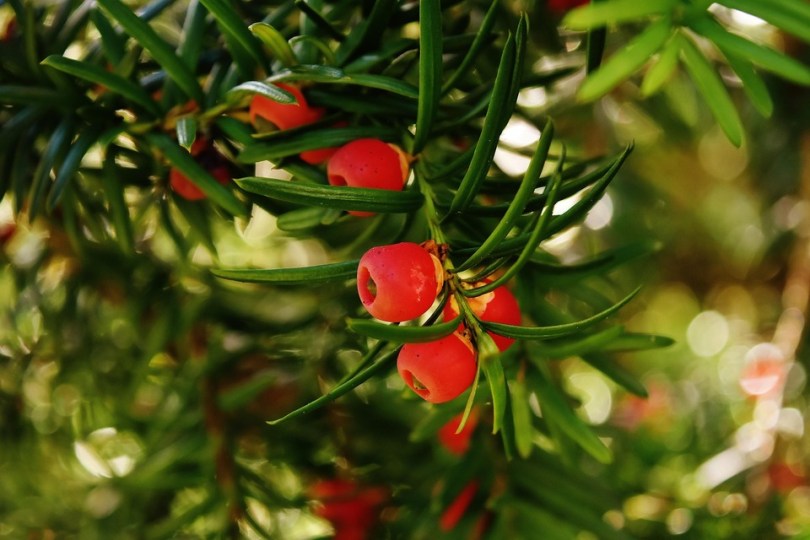 taxus-baccata