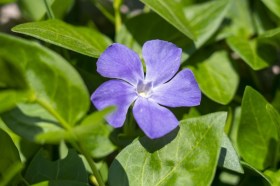 vinca-minor