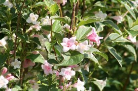 weigela